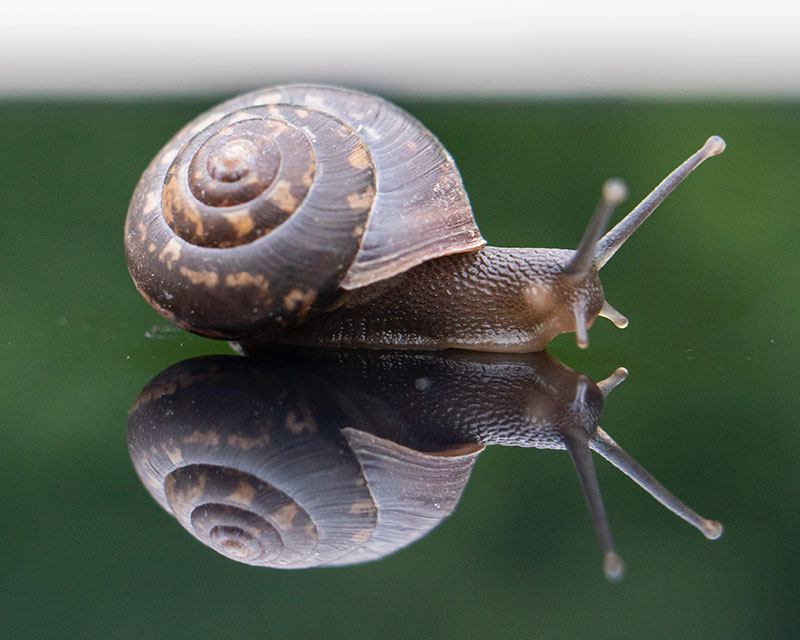 Featured image for “Snail”