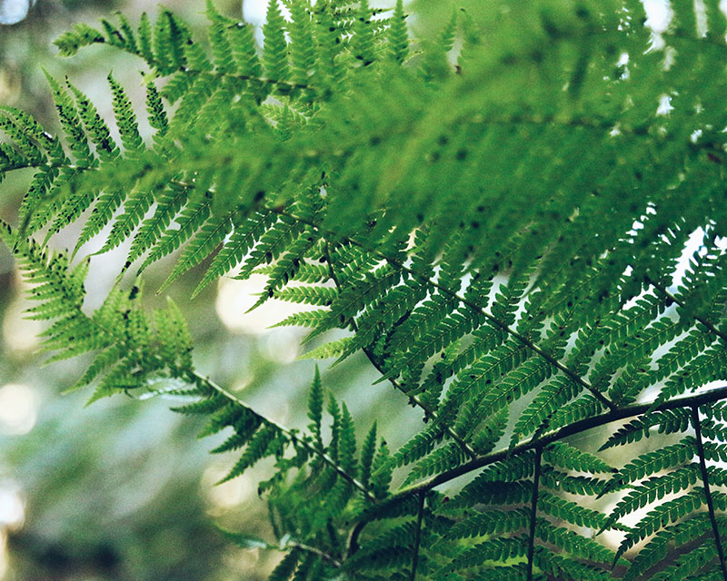 Featured image for “The Fern”