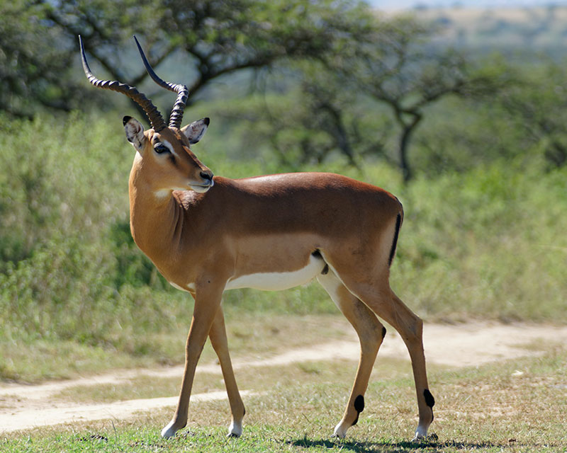 Featured image for “A is for Angry Antelopes”